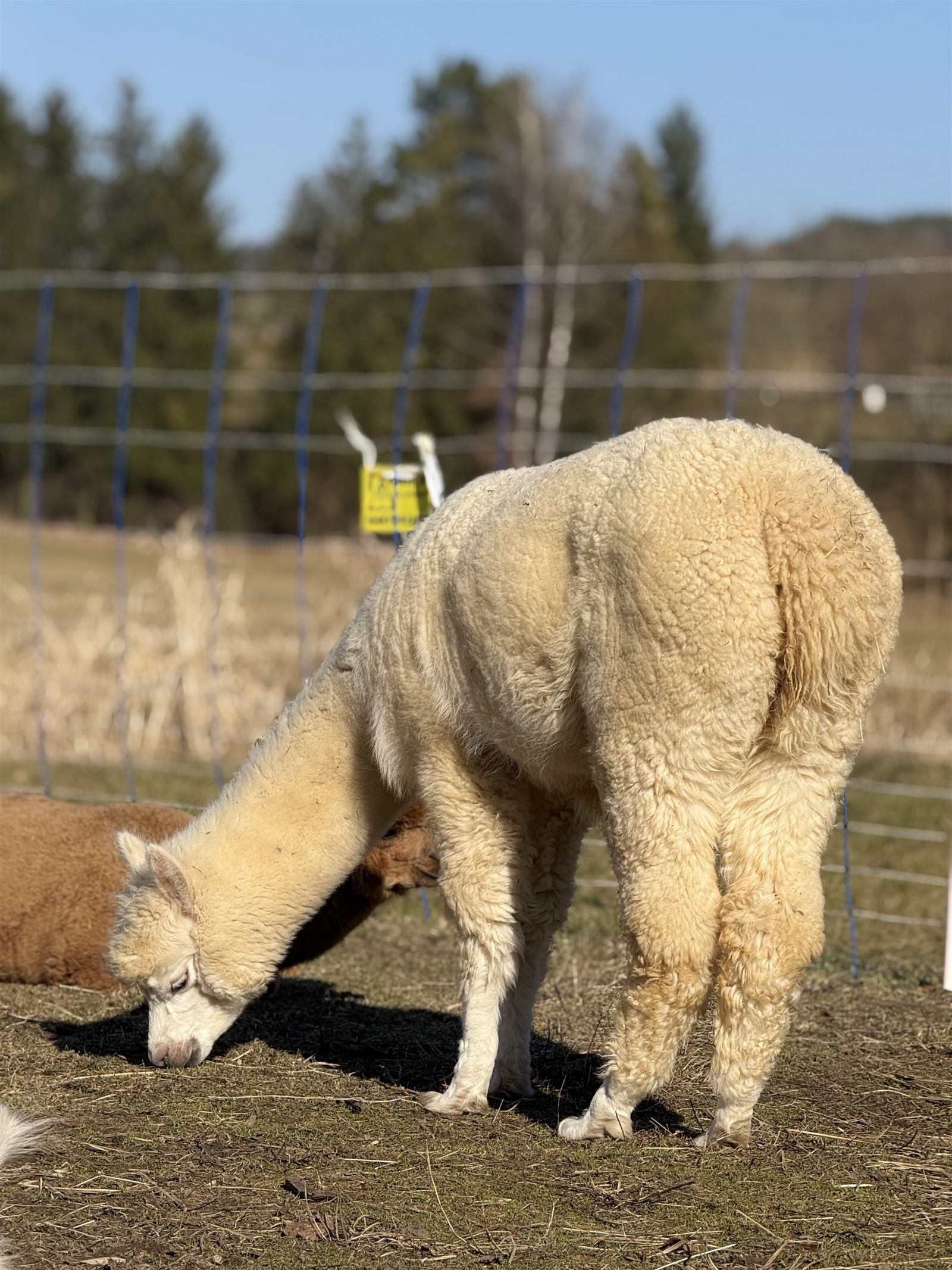 Nahaufnahme von zwei Alpakas mit Halfter auf dem Alpakahof Arneth