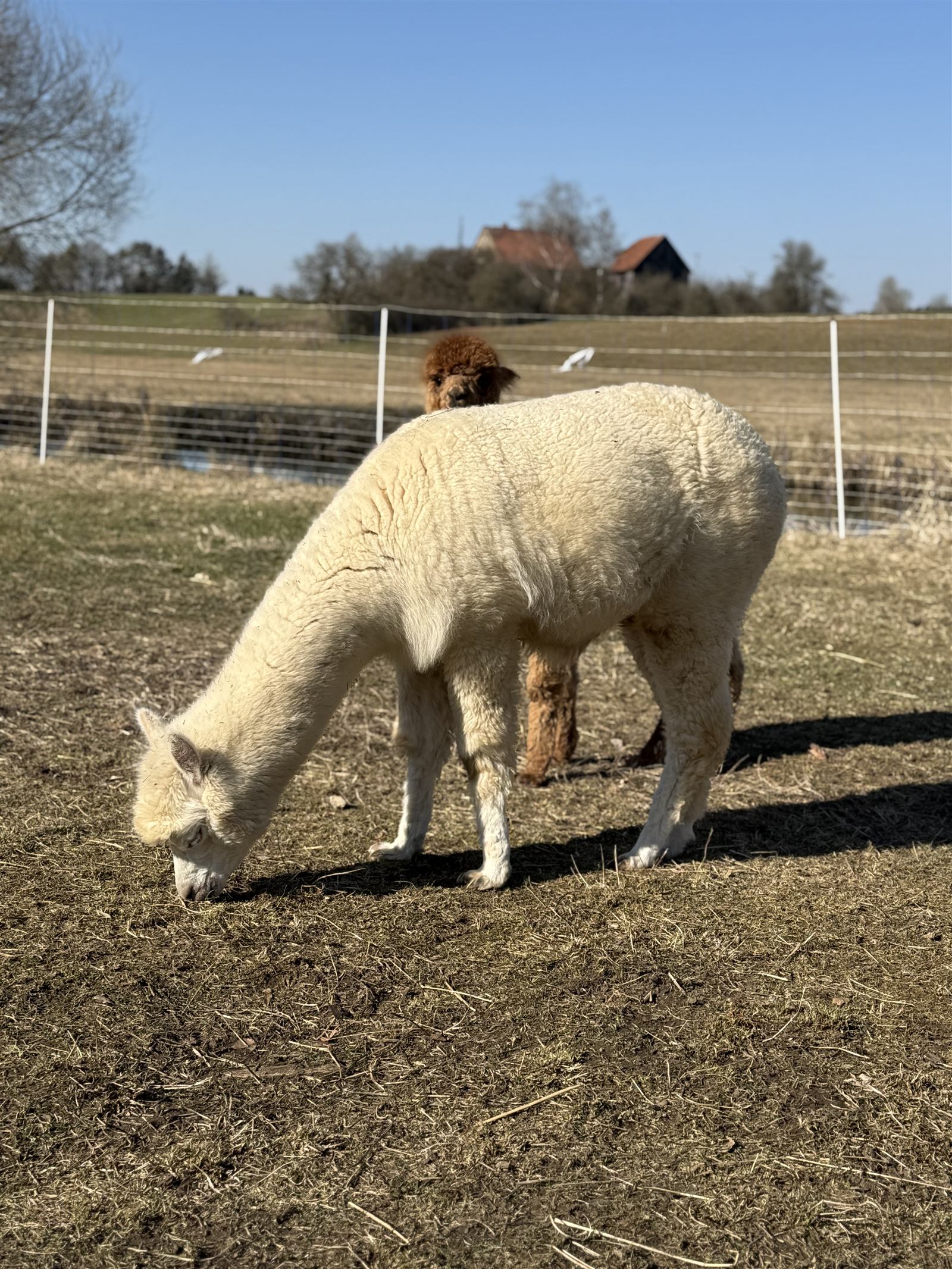 Alpaka auf der Weide des Alpakahofs Arneth
