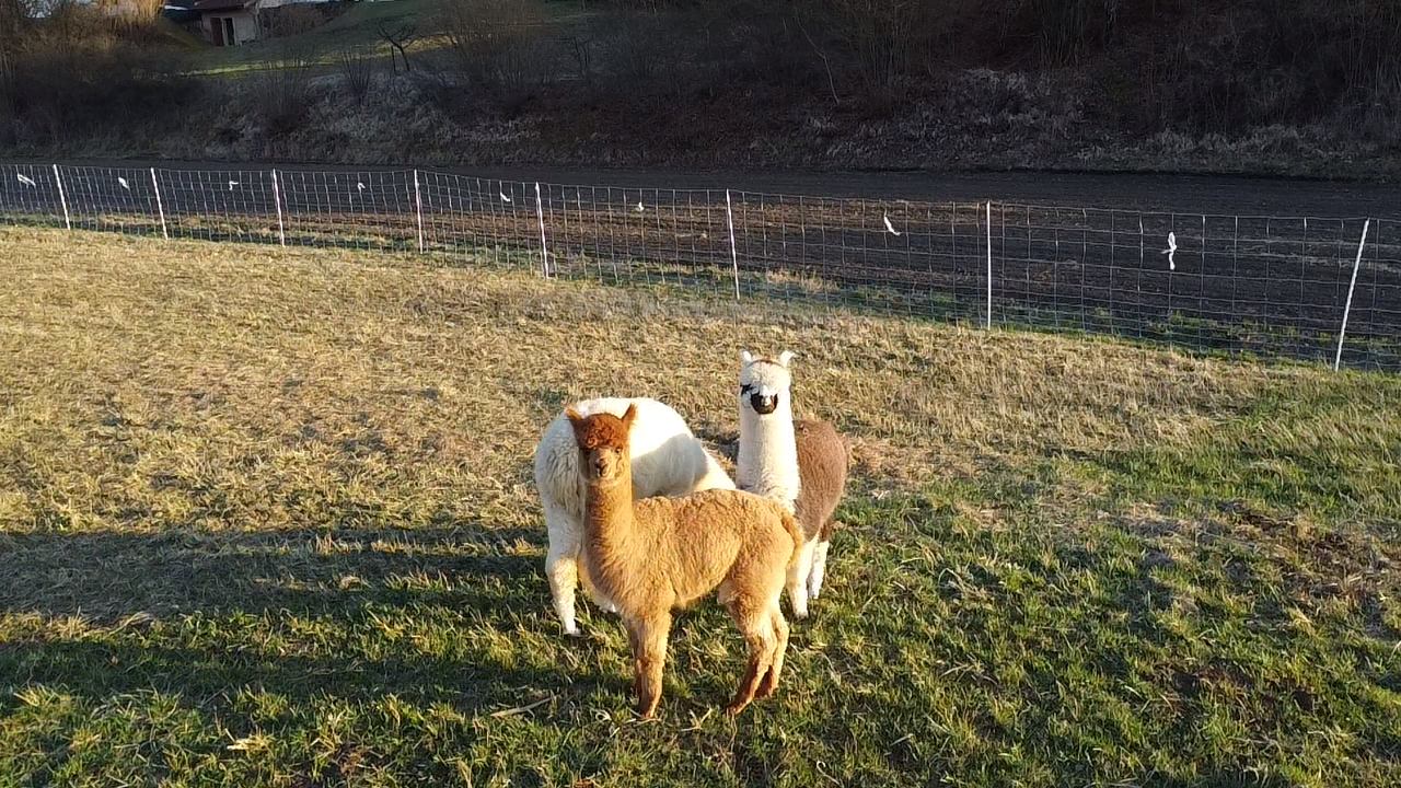 Drei Alpakas stehen entspannt auf einer Wiese am Bach auf dem Alpakahof Arneth