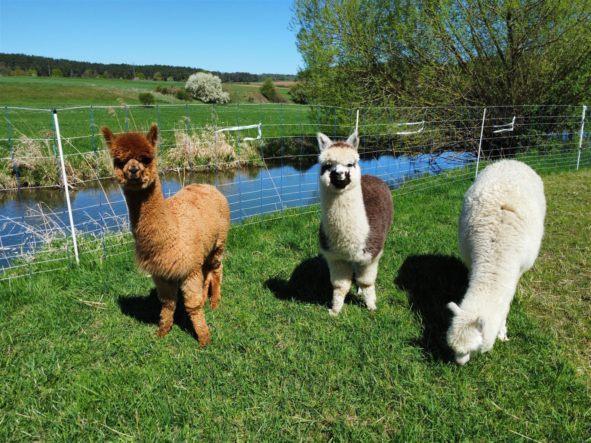 Luftaufnahme des Alpakahofs Arneth mit Koppel und Bach