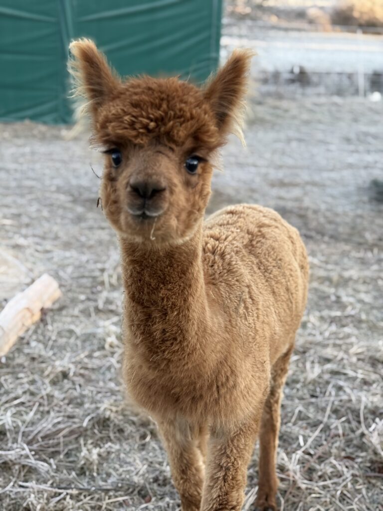 Luna. Ein braunes Alpaka. Etwas zierlicher. Süß