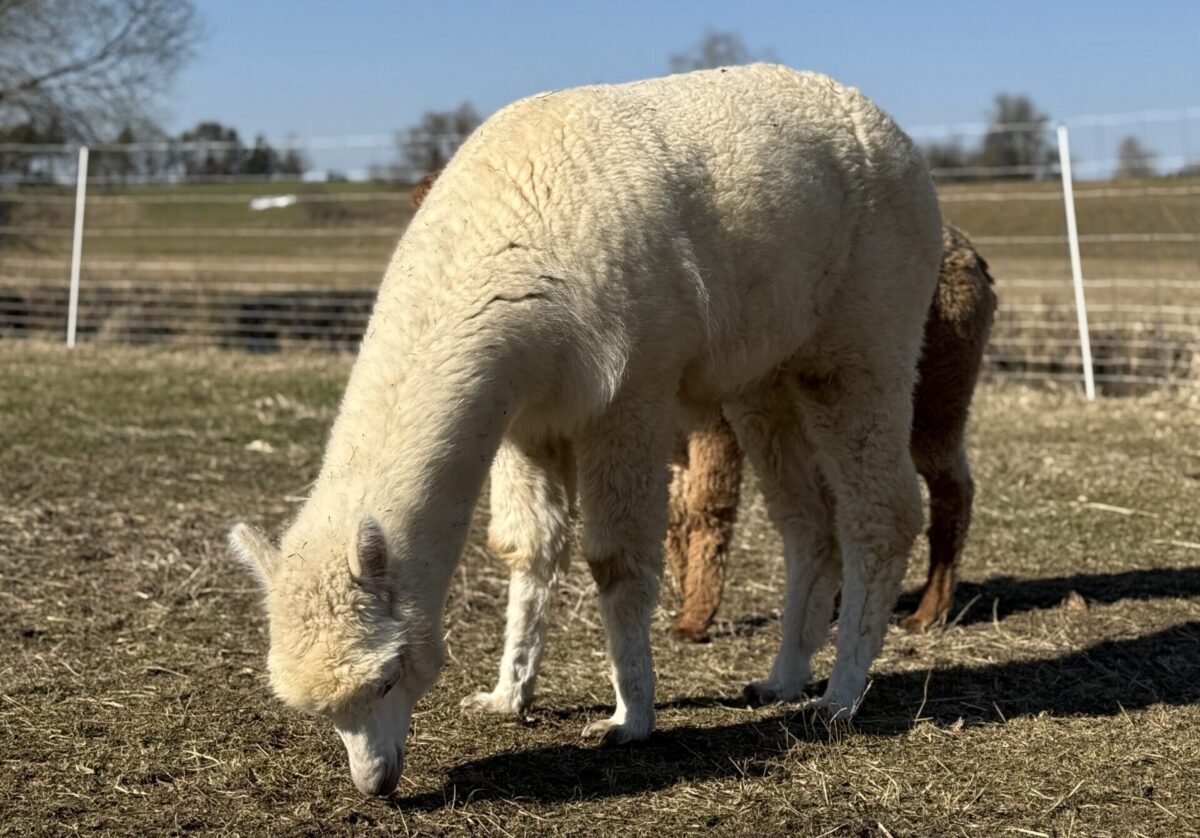 Flocke; EIn weißes Alpaka